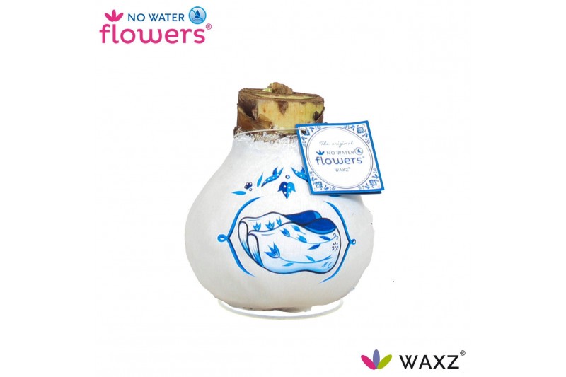 Hippeastrum gewaxt No Water Flowers Waxz® Delfts Blauw Clogs2 tak/plnt 