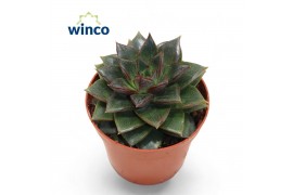 Echeveria Echeveria Purpurea1 bl.