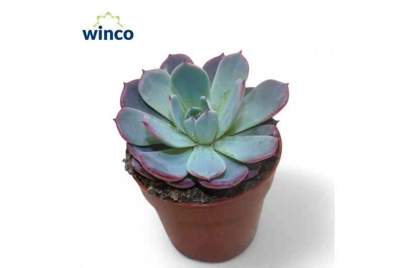 Echeveria colorata Echeveria Colorataoverige bl. 