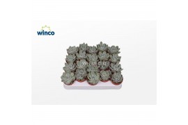 Echeveria Echeveria Lindsyanaoverige bl.