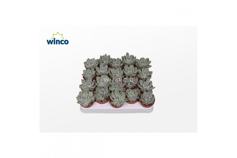 Echeveria Echeveria Lindsyanaoverige bl. 