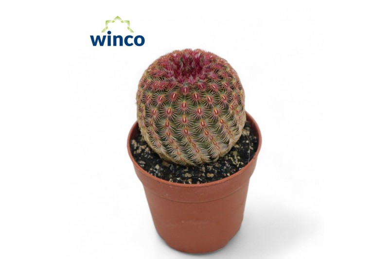 Echinocactus Echinocereus Rubrispinus 