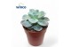 Echeveria Echeveria Orpet8 bl. 