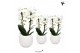 Phalaenopsis elegant cascade Kolibri Orchids Niagara fall white 2 spik 