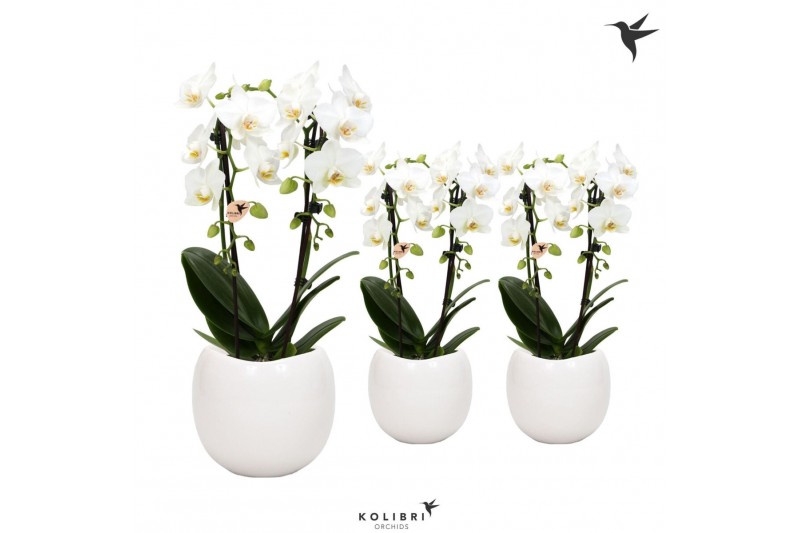 Phalaenopsis elegant cascade Kolibri Orchids Niagara fall white 2 spik 