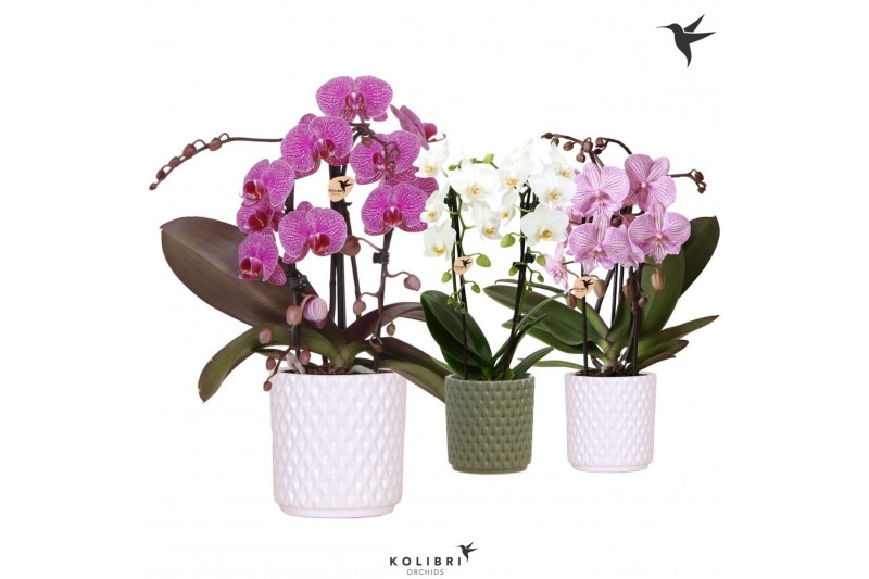 Phalaenopsis elegant cascade Kolibri Orchids Niagara fall mix 2 spike  
