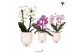 Phalaenopsis elegant cascade Kolibri Orchids Niagara fall mix 2 spike  
