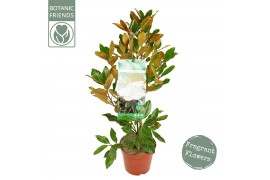 Magnolia grandiflora Magnolia gran. Little gem3 tak/plnt