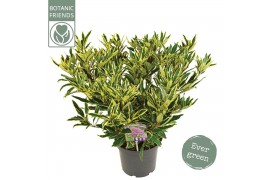 Rhododendron Rhododendron Ponticum variegatum