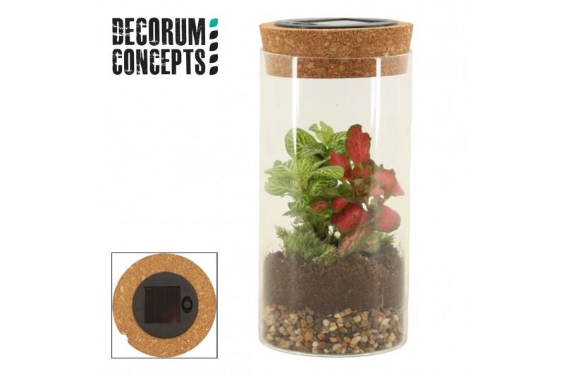 Arrangementen kamerplanten Terrarium Sirius medium incl Solarlight(Dec 