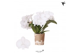 Phalaenopsis multiflora wit Kolibri Orchids Phalaenopsis Halo white ma