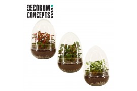 Arrangementen kamerplanten Terrarium Egg small (Decorum concepts) 1 pp