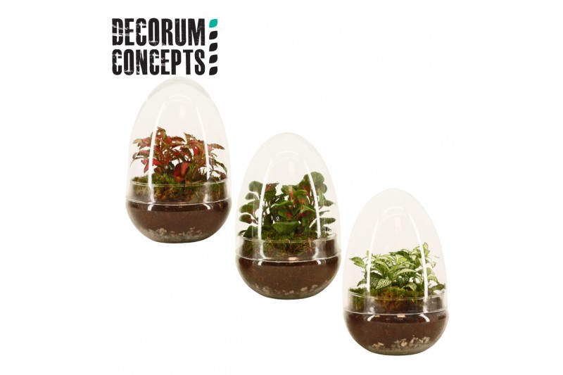 Arrangementen kamerplanten Terrarium Egg small (Decorum concepts) 1 pp 