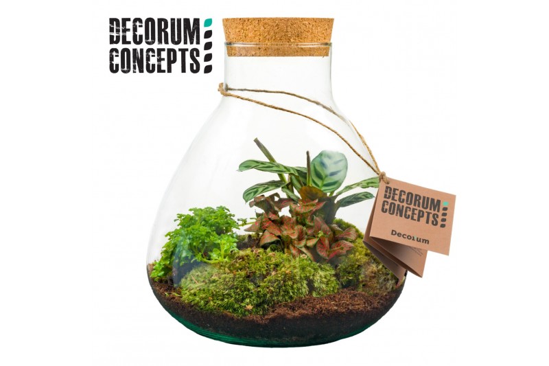 Arrangementen kamerplanten Terrarium Erlenmeyer medium (Decorum concep 