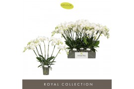 Phalaenopsis wit Theatro Jazz 7 spike 50 bl. 7 tak/plnt