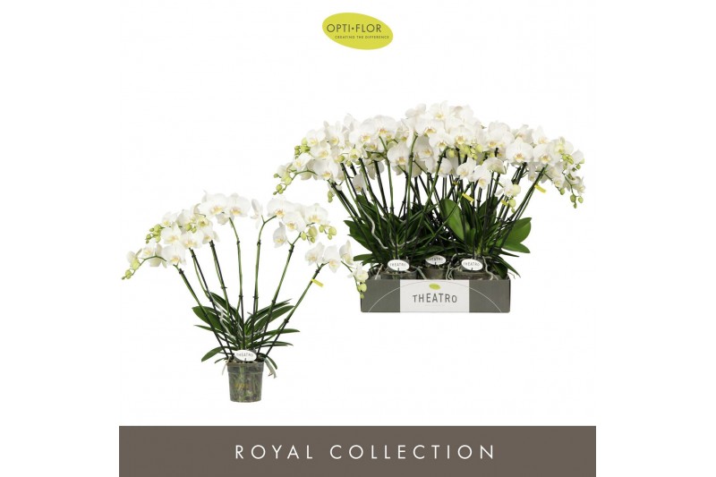 Phalaenopsis wit Theatro Jazz 7 spike 50 bl. 7 tak/plnt 