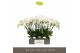 Phalaenopsis wit Theatro Jazz 7 spike 50 bl. 7 tak/plnt 