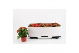 Kalanchoe rosalina don amador Kalanchoe Double Red, in kraag 1 pp