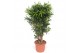 Dracaena reflexa song of jamaica Dracaena Song of Jamaica1 pp 