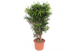 Dracaena reflexa song of jamaica Dracaena Song of Jamaica1 pp