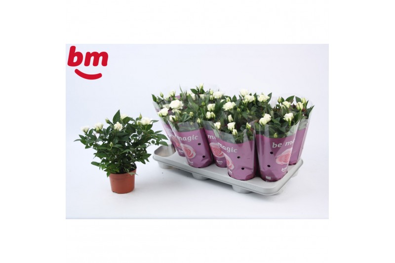 Rosa beau monde white jewel Rosa White Jewel Beau Monde (10,5 cm)6 bl. 
