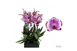 Phalaenopsis brother you Phalaenopsis Brother You - 2 tak 80cm 14 bl. 