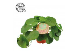 Pilea peperomioides Pilea Peperomioides 15cm Nederlands etiket