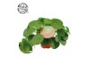 Pilea peperomioides Pilea Peperomioides 15cm Nederlands etiket