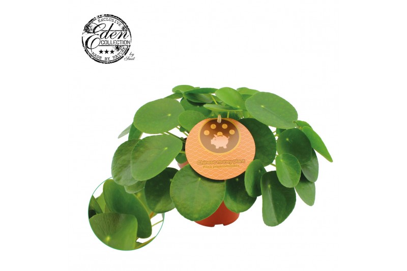 Pilea peperomioides Pilea Peperomioides 15cm Engels etiket 