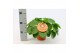 Pilea peperomioides Pilea Peperomioides 15cm Engels etiket 