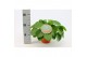 Pilea peperomioides Pilea Peperomioides 15cm Duits etiket 