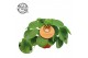 Pilea peperomioides Pilea Peperomioides 15cm Engels etiket 