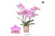 Phalaenopsis multiflora roze Kolibri Orchids Phalaenopsis Switserland  