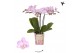 Phalaenopsis multiflora roze Kolibri Orchids Phalaenopsis Chili 3 spik 