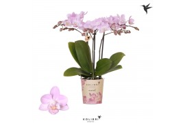Phalaenopsis multiflora roze Kolibri Orchids Phalaenopsis Chili 3 spik