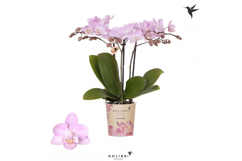 Phalaenopsis multiflora roze Kolibri Orchids Phalaenopsis Chili 3 spik 