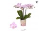 Phalaenopsis multiflora roze Kolibri Orchids Phalaenopsis Chili 3 spik