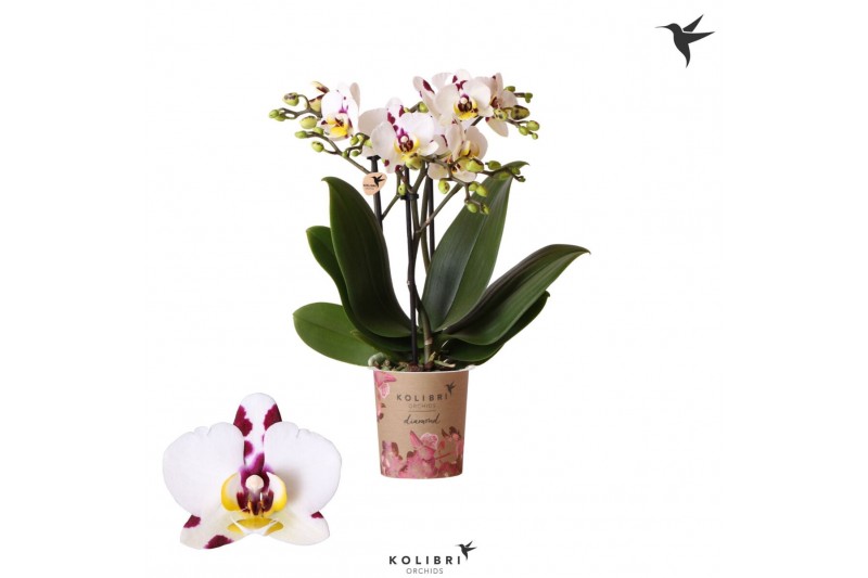 Phalaenopsis coco 4 Kolibri Orchids Phalaenopsis Diamond Sint Maarten  