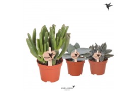 Crassula mix Kolibri Greens Succulenten Crassula mix1 pp