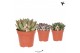 Echeveria Kolibri Greens Succulenten Echeveria mix1 pp 