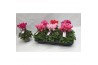 Cyclamen pers. midi super serie macro cyclamen super serie macro paste