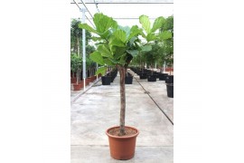 Ficus lyrata Ficus lyrata 1 pp