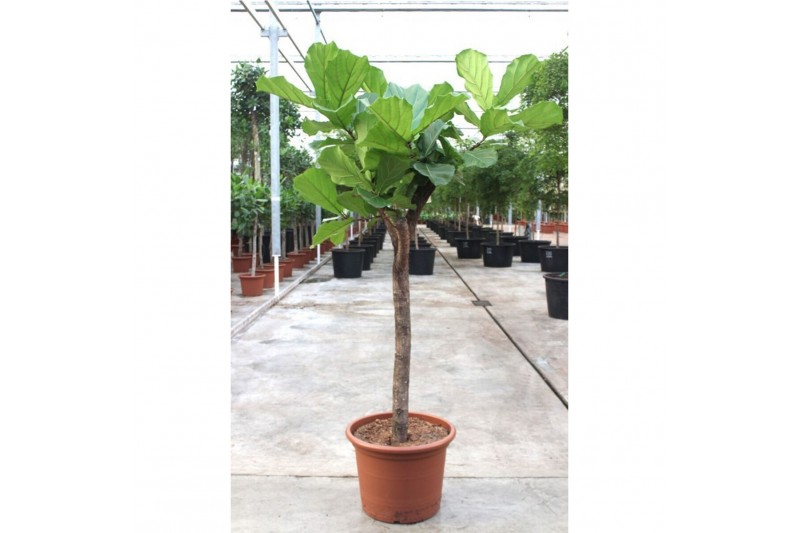 Ficus lyrata Ficus lyrata 1 pp 