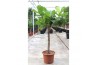 Ficus lyrata Ficus lyrata 1 pp