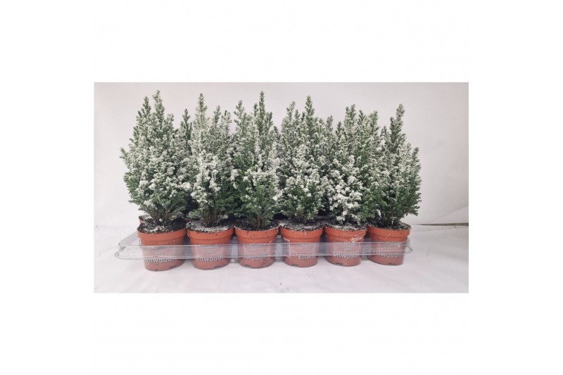 Chamaecyparis lawsoniana ellwoodii Chamaecyparis Lawsoniana Ellwoodii  