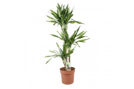 Dracaena fragr. riki Dracaena Riki 75-35-153 pp