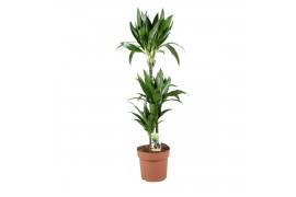 Dracaena fragr. janet craig Dracaena Janet Craig 75-35-153 pp