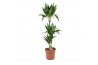 Dracaena fragr. janet craig Dracaena Janet Craig 75-35-153 pp