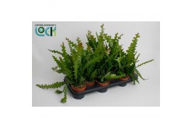 Epiphyllum anguliger