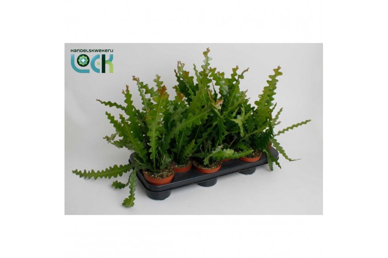 Epiphyllum anguliger 